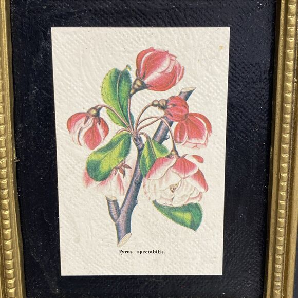 Burwood Products Company Pyrus Spectabilis Flowers Plants 5 X 6 Wall Art Frame - Picture 2 of 7